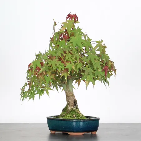 ÉRABLE DU JAPON "ACER PALMATUM SHOHIN" 3-4