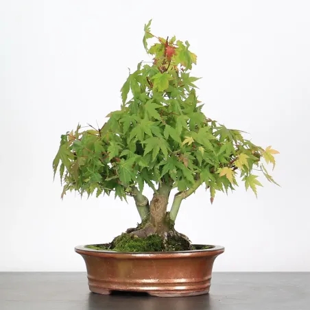 Palmatum Shohin Maple Bonsai APS-3-5