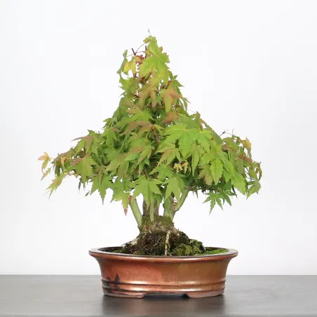 image supplémentaire - ACER PALMATUM SHOHIN 3-5