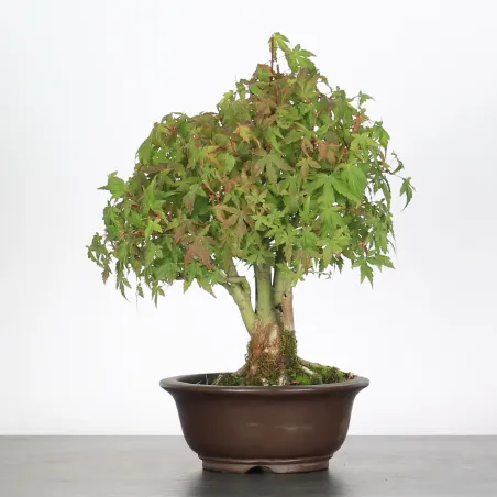 Bonsai Erable Palmatum Shohin APS-3-9