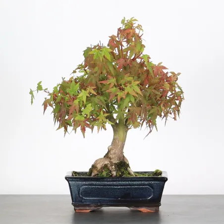 Bonsai Erable Palmatum Shohin APS-3-11