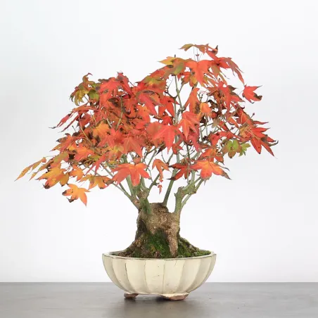 Bonsai Erable Palmatum APS-3-14