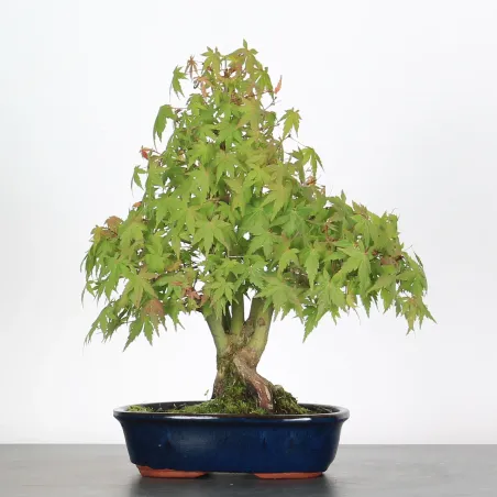 Palmatum Shohin Maple Bonsai APS-3-17