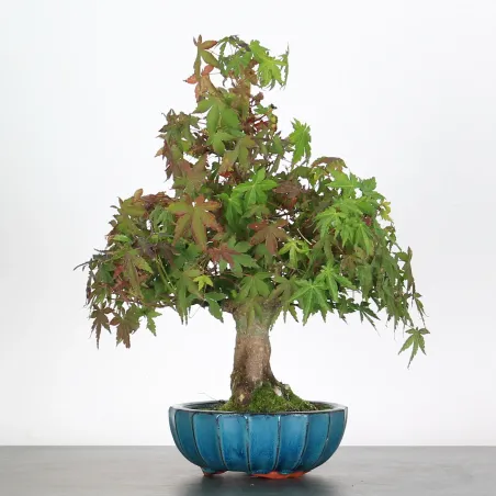 ÉRABLE DU JAPON "ACER PALMATUM SHOHIN" 3-18