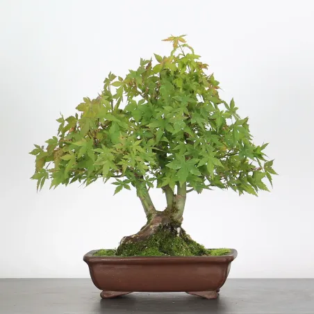 ACER PALMATUM SHOHIN 3-20