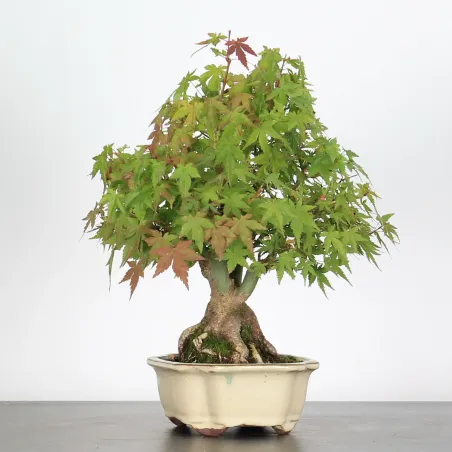 image supplémentaire - ACER PALMATUM SHOHIN 4-1