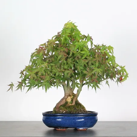 Bonsai Erable Palmatum APS-4-3