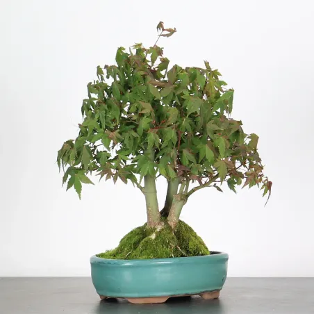 Bonsai Erable Palmatum APS-4-5