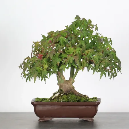 Palmatum Shohin Maple Bonsai APS-4-6