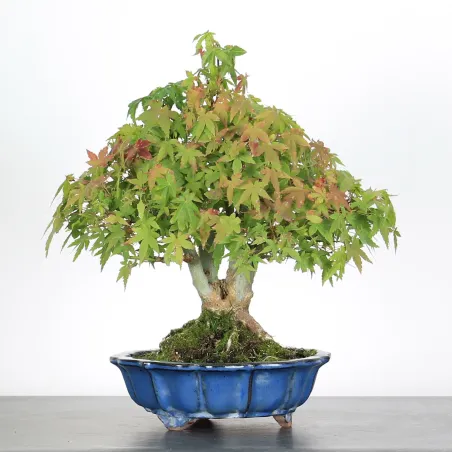 Bonsai Erable Palmatum Shohin APS-4-8