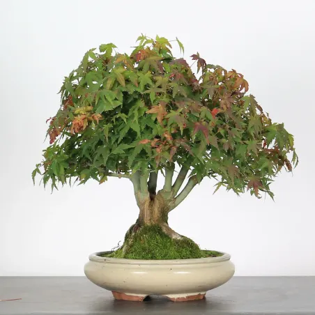 ACER PALMATUM SHOHIN 4-10