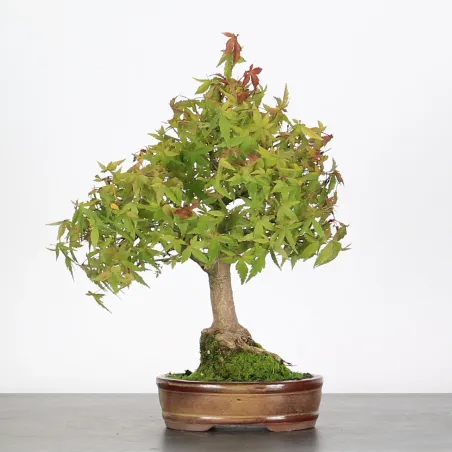 ÉRABLE DU JAPON "ACER PALMATUM SHOHIN" 4-11