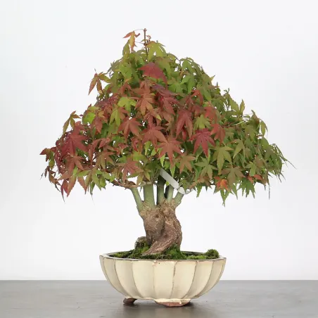 ACER PALMATUM SHOHIN 4-13