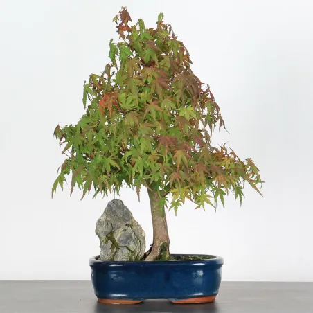 ÉRABLE DU JAPON AVEC ROCHE "ACER PALMATUM ROCHE" 1-1