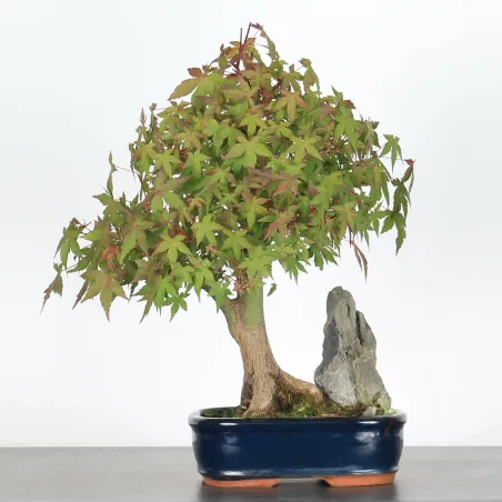 ÉRABLE DU JAPON AVEC ROCHE "ACER PALMATUM ROCHE" 1-2