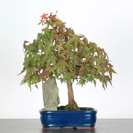 ÉRABLE DU JAPON AVEC ROCHE "ACER PALMATUM ROCHE" 1-4