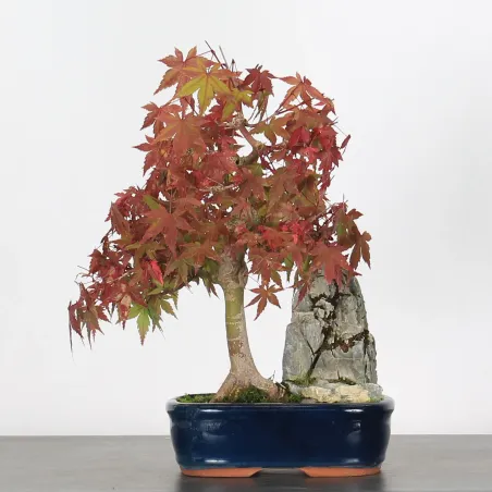 ÉRABLE DU JAPON AVEC ROCHE "ACER PALMATUM ROCHE" 1-9