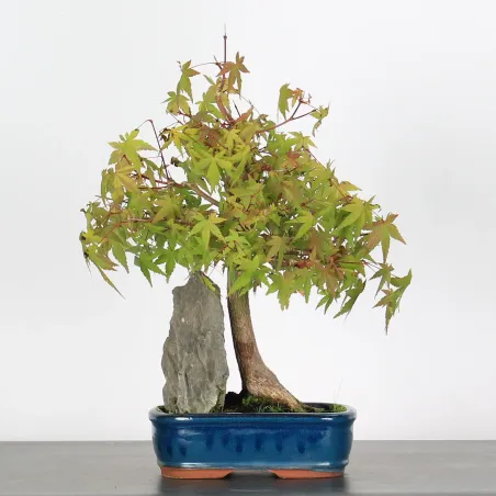 ÉRABLE DU JAPON AVEC ROCHE "ACER PALMATUM ROCHE" 1-6