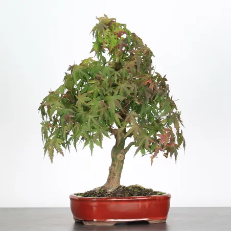 Bonsai Erable Palmatum AP-1-1