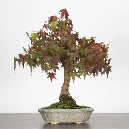 ACER PALMATUM AP-1-5