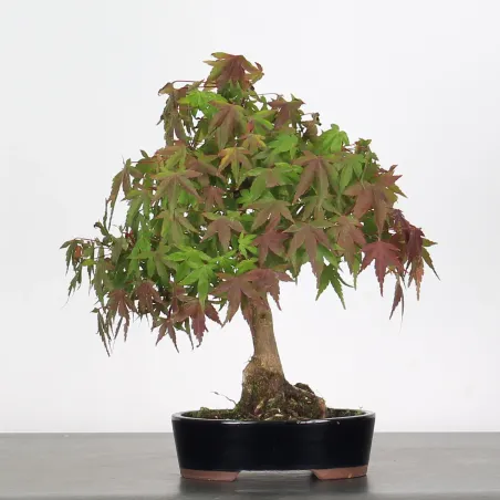 Bonsai Acer Palmatum AP-1-6