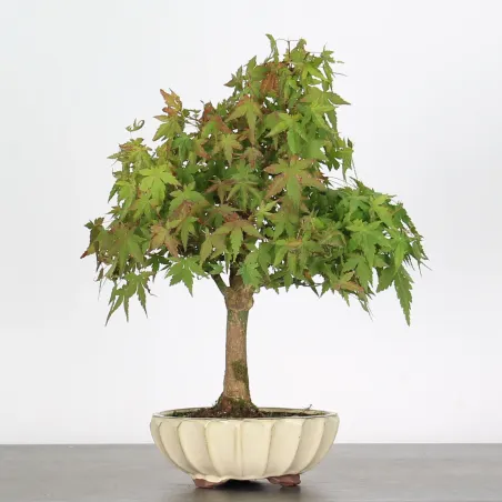 ACER PALMATUM AP-1-7