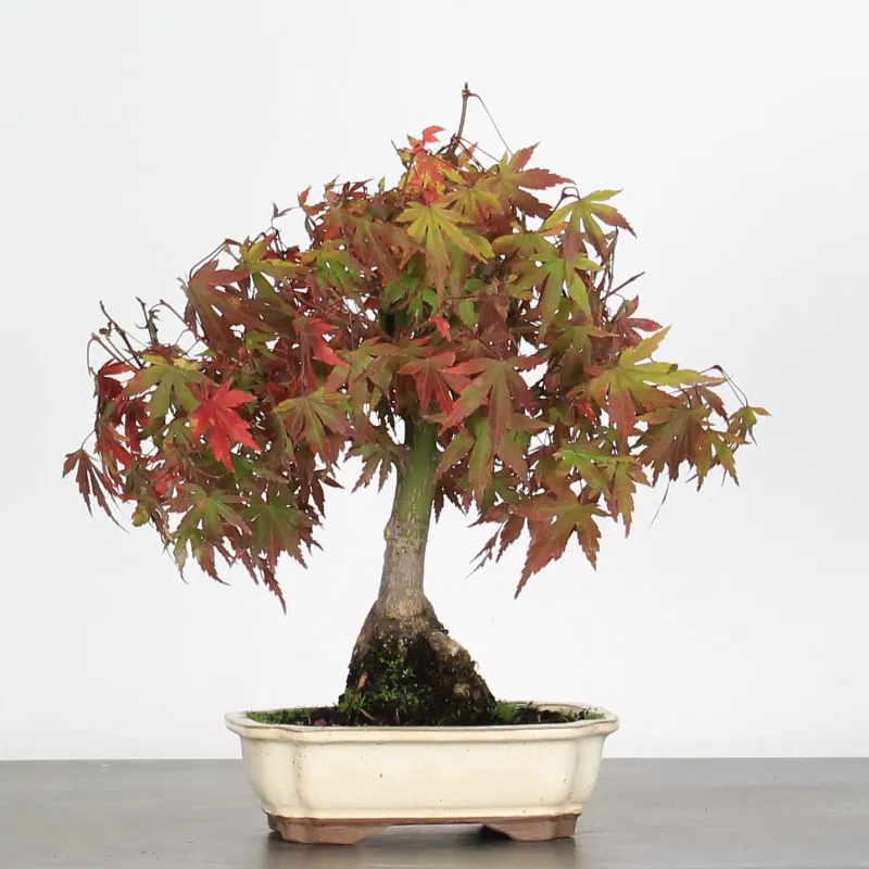 Bonsai Acer Palmatum AP-1-9