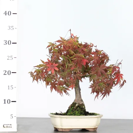 image supplémentaire - ACER PALMATUM AP-1-9