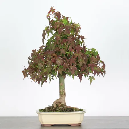 Bonsai Acer Palmatum AP-1-11