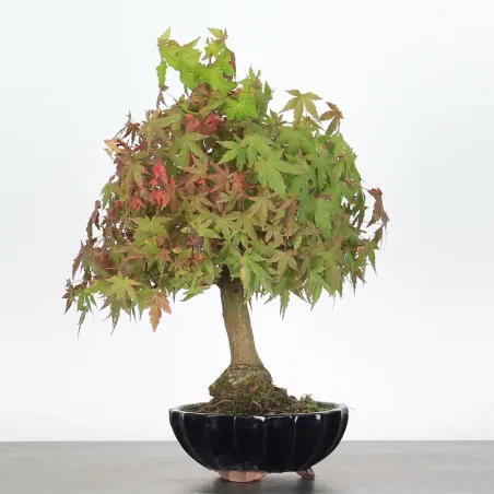 Bonsai Acer Palmatum AP-1-13