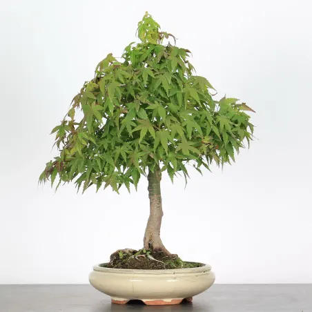 ACER PALMATUM AP 1-14