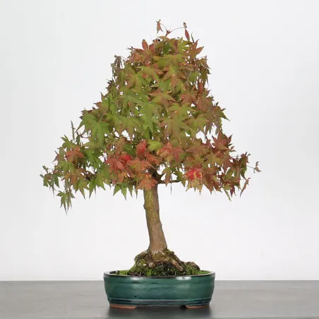 ERABLE DU JAPON "ACER PALMATUM" 1-19