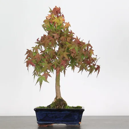 ACER PALMATUM AP 1-20