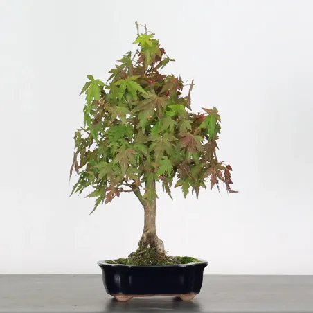 ACER PALMATUM AP 1-21