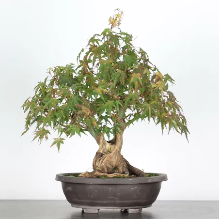 Bonsai Acer Palmatum AP-2-4