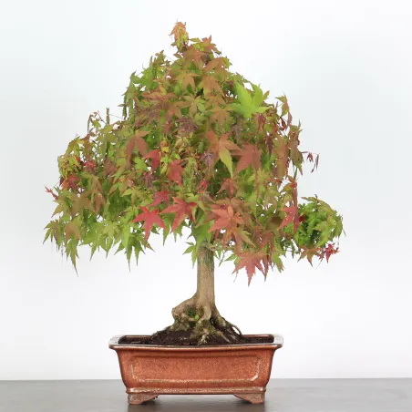 Bonsai Palmatum AP-2-5