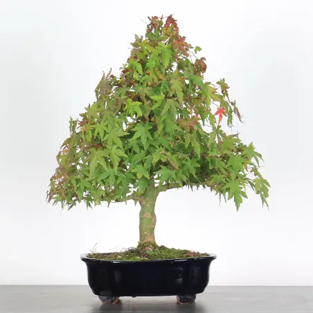 Bonsai Acer Palmatum AP-2-6