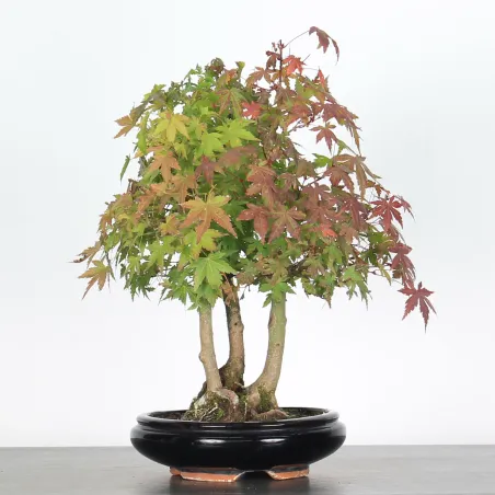 ACER PALMATUM AP 2-8