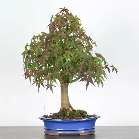 Bonsai Acer palmatum AP-2-10