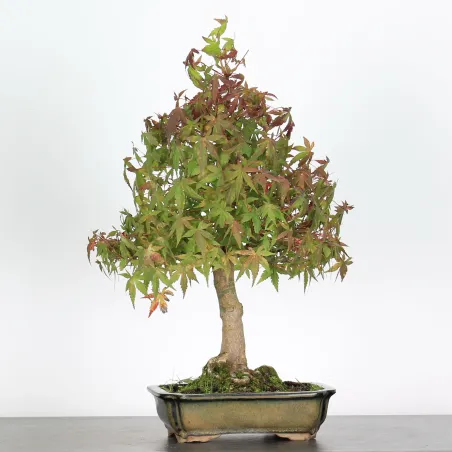 Bonsai Acer palmatum AP-2-14