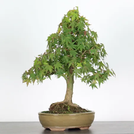 Bonsai Acer Palmatum AP-2-17