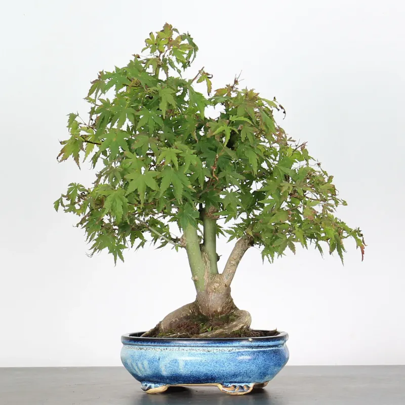 Bonsai Acer Palmatum AP-2-18