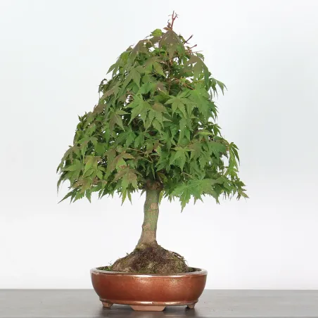 ACER PALMATUM AP 2-19