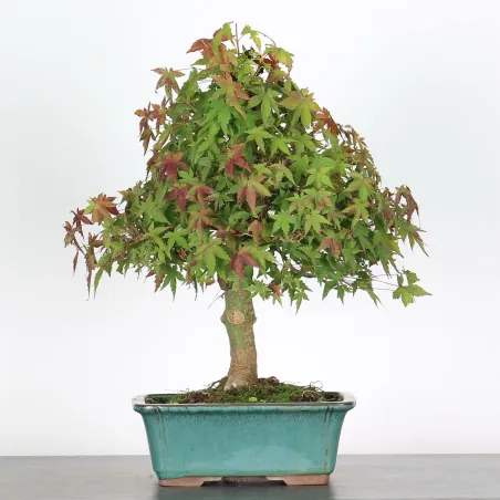 ERABLE DU JAPON "ACER PALMATUM" 2-20