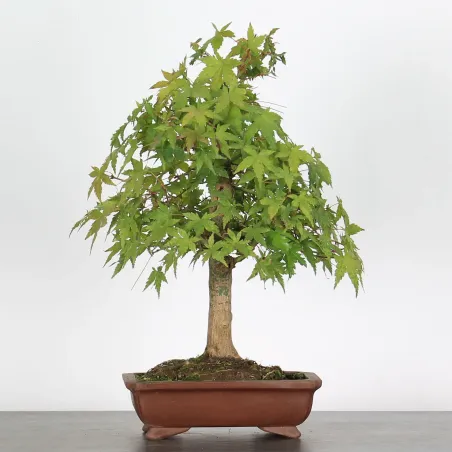 ACER PALMATUM AP 2-21