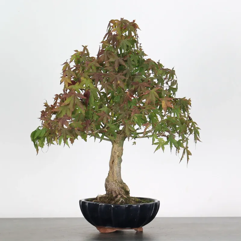 ACER PALMATUM AP 2-24