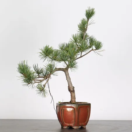 PIN BLANC DU JAPON "PINUS PENTAPHYLLA" 1-1