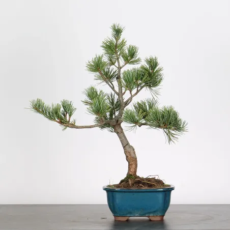 Bonsai Pin Pentaphylla PP-1-2