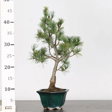 image supplémentaire - BONSAI PINUS PENTAPHYLLA 1-3