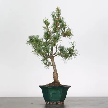 Bonsai Pin Pentaphylla PP-1-3